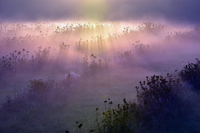 Ethereal Woodlands
