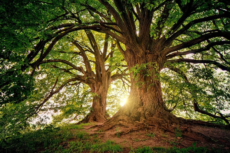 Mystical Forest